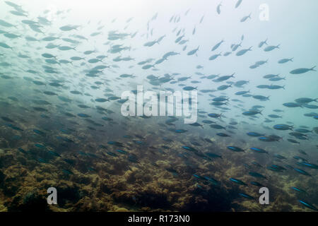 Schule der Fische in Sipadan, Borneo - Berühmte Tauchen Attraktion Stockfoto