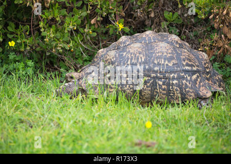 Leopard tortoise (Stigmochelys pardalis) im Wilden in Cape Provinz Südafrika im Frühjahr Stockfoto