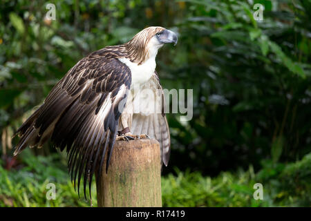 Die Philippinischen Adler ist eine sehr seltene und gefährdete Arten, die in der Provinz Davao in Philippinen. Stockfoto