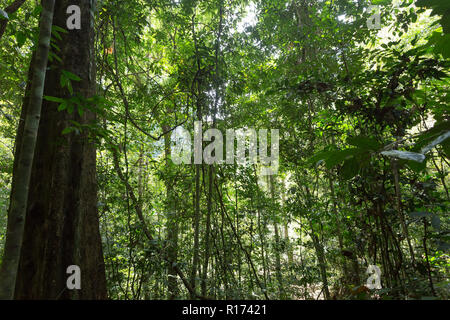 In einem asiatischen Dschungel im Khao Sok Nationalpark, Thailand Stockfoto