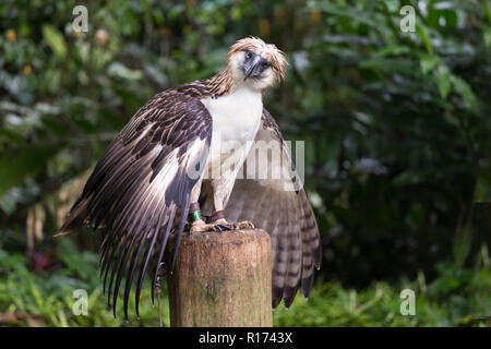 Die Philippinischen Adler ist eine sehr seltene und gefährdete Arten, die in der Provinz Davao in Philippinen. Stockfoto