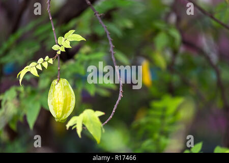 Frischer sternfrucht Averrhoa Carambola wächst am Baum. Stockfoto