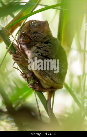 Die Philippinischen Tarsier, die kleinsten Primaten leben auf der Erde, hier ist es das Stehen auf einem Bambus Baum in Philippinen. Stockfoto