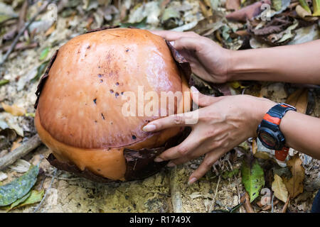 Rafflesia kerrii Bud im Vergleich zu lady Hände, die größte Blume der Welt, im Khao Sok National Park gefunden, Thailand Stockfoto