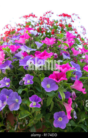 Lebendige petunia Blüte über Weiß isoliert Stockfoto