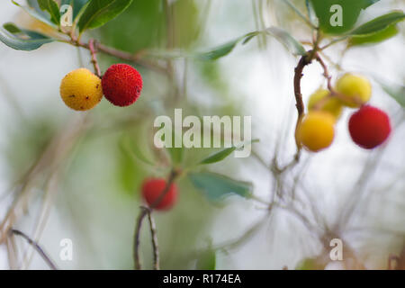 Arbutus unedo gelbe und rote Beeren in einer Moorlandschaft Stockfoto