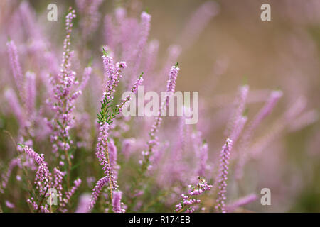 Wilde rosa Pastell Heather detail, geringe Tiefenschärfe Stockfoto