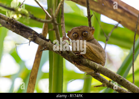 Die Philippinischen Tarsier, die kleinsten Primaten leben auf der Erde, hier ist es das Stehen auf einem Bambus Baum in Philippinen. Stockfoto