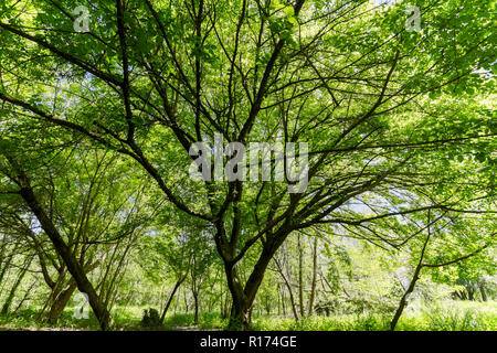 Ahorn Baum an der Feder, die in einem gemäßigten Klima Park Stockfoto