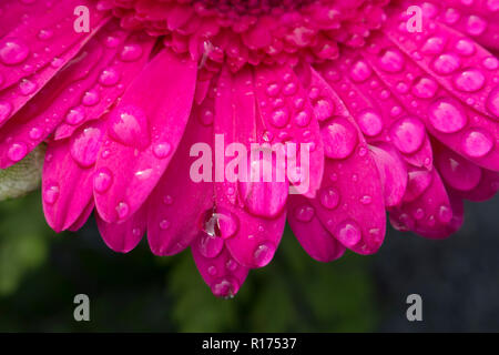 Makro von Wassertropfen von Morgentau auf die Blütenblätter einer schönen dunklen Rosa Gerbera Blume. Verschwommenen Hintergrund. Stockfoto