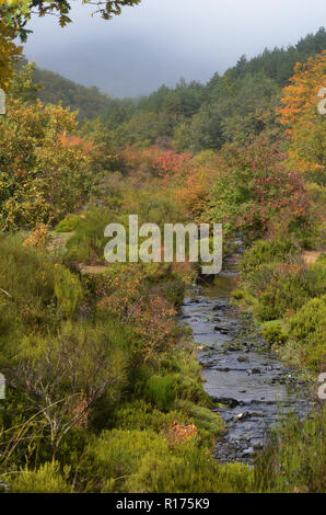 Tejera Negra Buchen- und Eichenwälder in der Sierra de Ayllón, Guadalajara, Spanien Stockfoto