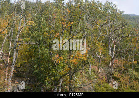 Tejera Negra Buchen- und Eichenwälder in der Sierra de Ayllón, Guadalajara, Spanien Stockfoto