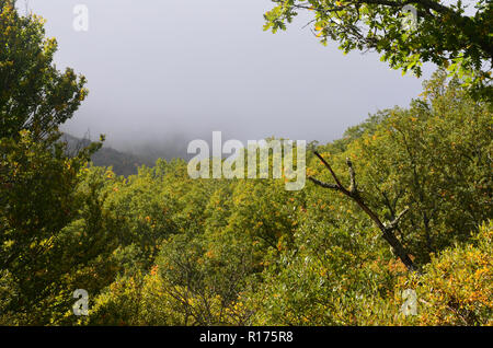 Tejera Negra Buchen- und Eichenwälder in der Sierra de Ayllón, Guadalajara, Spanien Stockfoto