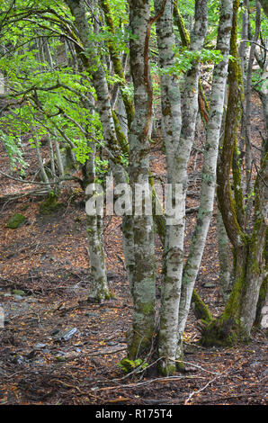 Tejera Negra Buchen- und Eichenwälder in der Sierra de Ayllón, Guadalajara, Spanien Stockfoto