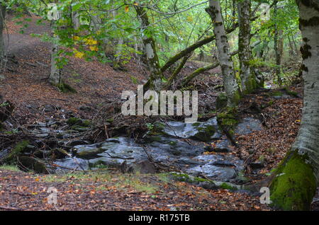 Tejera Negra Buchen- und Eichenwälder in der Sierra de Ayllón, Guadalajara, Spanien Stockfoto