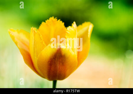 Gelbe Tulpe in der Natur - geringe Tiefenschärfe Stockfoto