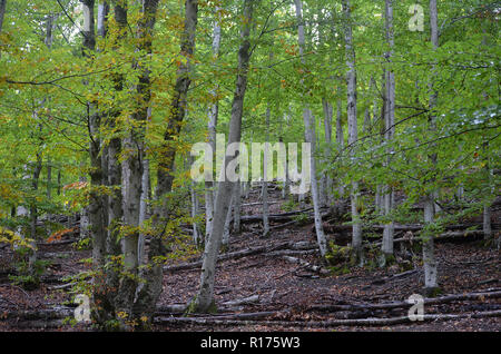 Tejera Negra Buchen- und Eichenwälder in der Sierra de Ayllón, Guadalajara, Spanien Stockfoto