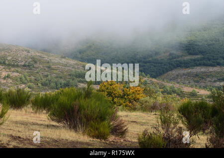 Tejera Negra Buchen- und Eichenwälder in der Sierra de Ayllón, Guadalajara, Spanien Stockfoto