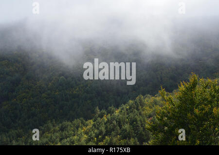 Tejera Negra Buchen- und Eichenwälder in der Sierra de Ayllón, Guadalajara, Spanien Stockfoto