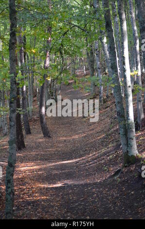 Tejera Negra Buchen- und Eichenwälder in der Sierra de Ayllón, Guadalajara, Spanien Stockfoto
