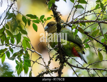 Ein Brehm (Tiger-Parrot Psittacella brehmii) auf einem Baum. Arfak Syoubri, Berg, West Papua, Indonesien. Stockfoto