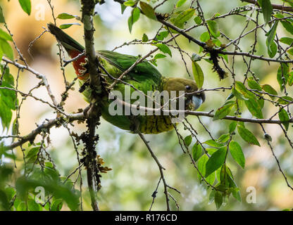 Ein Brehm (Tiger-Parrot Psittacella brehmii) auf einem Baum. Arfak Syoubri, Berg, West Papua, Indonesien. Stockfoto