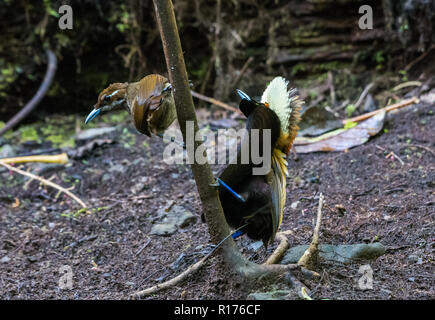 Ein männlicher Magnificent Bird Of Paradise (Diphyllodes magnificus) Umwerben einer weiblichen seine Lek. Arfak Syoubri, Berg, West Papua, Indonesien. Stockfoto