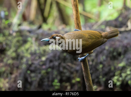 Eine weibliche Magnificent Bird Of Paradise (Diphyllodes magnificus). Arfak Syoubri, Berg, West Papua, Indonesien. Stockfoto