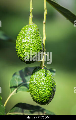 Avocados sind als grünes Gold in der Gegend um Uruapan, Michoacán, Mexiko bekannt. Stockfoto