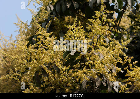 Blossom von Mango Tree. Bangladesch. Stockfoto