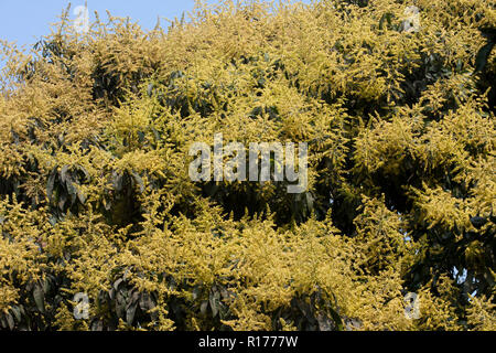 Blossom von Mango Tree. Bangladesch. Stockfoto