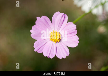 Kosmos auch als Mexikanische aster bekannt, Cosmos Bipinnatus. Bangladesch. Stockfoto