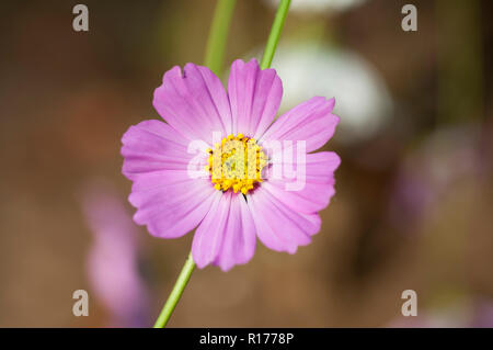 Kosmos auch als Mexikanische aster bekannt, Cosmos Bipinnatus. Bangladesch. Stockfoto