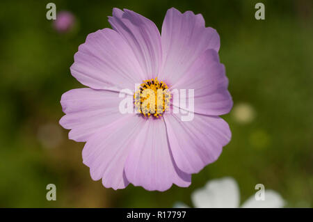 Kosmos auch als Mexikanische aster bekannt, Cosmos Bipinnatus. Bangladesch. Stockfoto