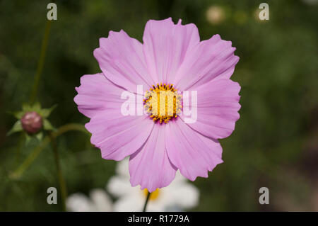 Kosmos auch als Mexikanische aster bekannt, Cosmos Bipinnatus. Bangladesch. Stockfoto