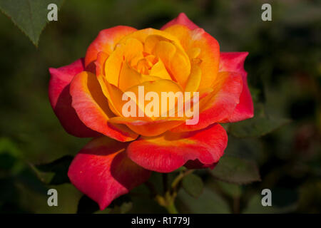 Zudem stieg der Golap, Gulab Rosa bekannt. Bangladesch. Stockfoto