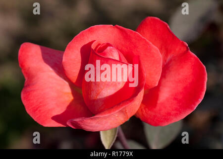 Zudem stieg der Golap, Gulab Rosa bekannt. Bangladesch. Stockfoto