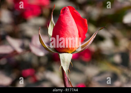 Zudem stieg der Golap, Gulab Rosa bekannt. Bangladesch. Stockfoto