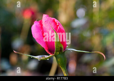 Zudem stieg der Golap, Gulab Rosa bekannt. Bangladesch. Stockfoto