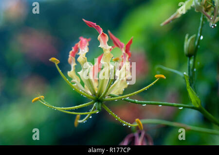 Herrlichkeit Lily auch als Gloriosa lily bekannt, Tiger Kralle, Kralle, Bishalanguli, Ulatchandal, Gloriosa superba. Bangladesch. Stockfoto