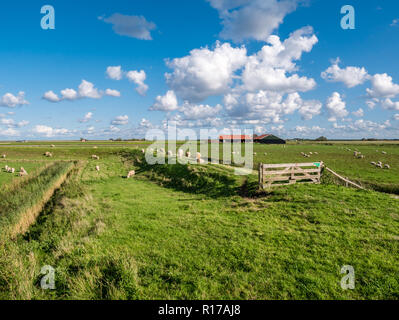 Polderlandschaft mit grasenden Schafen, Deich, Grünland und Bauernhaus auf der westfriesischen Insel Texel, Zeeland, Niederlande Stockfoto