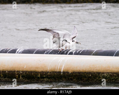 Flussseeschwalbe, Sterna hirundo Erwachsenen im Winter Gefieder und erste Jahr Kinder mit Fisch im Schnabel, Den Oever, Niederlande Stockfoto