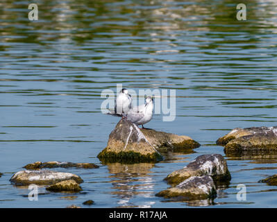 Zwei Erwachsene, Flußseeschwalben Sterna hirundo, in nicht-Zucht Gefieder auf Felsen im Wasser, Niederlande Stockfoto