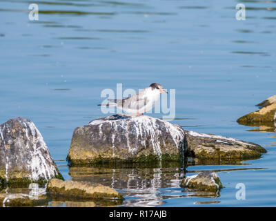 Flussseeschwalbe, Sterna hirundo, juvenile stehend auf Felsen im Wasser, De Kreupel, Niederlande Stockfoto