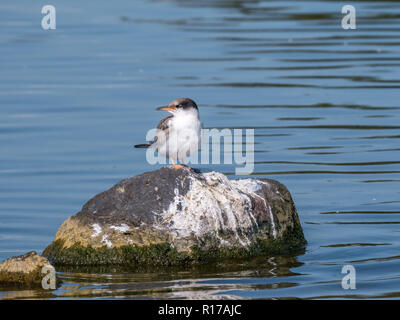 Flussseeschwalbe, Sterna hirundo, juvenile stehend auf Felsen im Wasser, De Kreupel, Niederlande Stockfoto