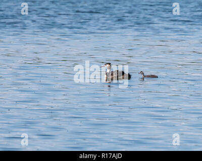 Haubentaucher, Podiceps cristatus, Erwachsene schwimmen mit zwei Jugendliche, Niederlande Stockfoto