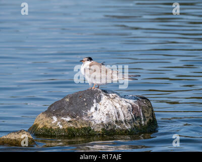 Flussseeschwalbe, Sterna hirundo, juvenile stehend auf Felsen im Wasser, De Kreupel, Niederlande Stockfoto