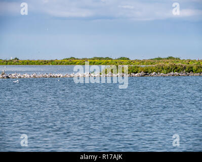 Seeschwalben und Möwen ruht auf Felsen auf Naturschutzgebiet de Kreupel Insel im IJsselmeer, Niederlande Stockfoto