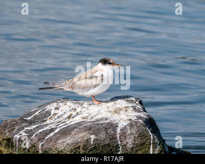 Flussseeschwalbe, Sterna hirundo, juvenile stehend auf Felsen im Wasser, De Kreupel, Niederlande Stockfoto