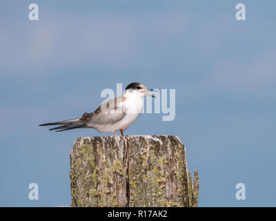 Flussseeschwalbe, Sterna hirundo, juvenile stehend auf hölzerne Stange, De Kreupel, Niederlande Stockfoto